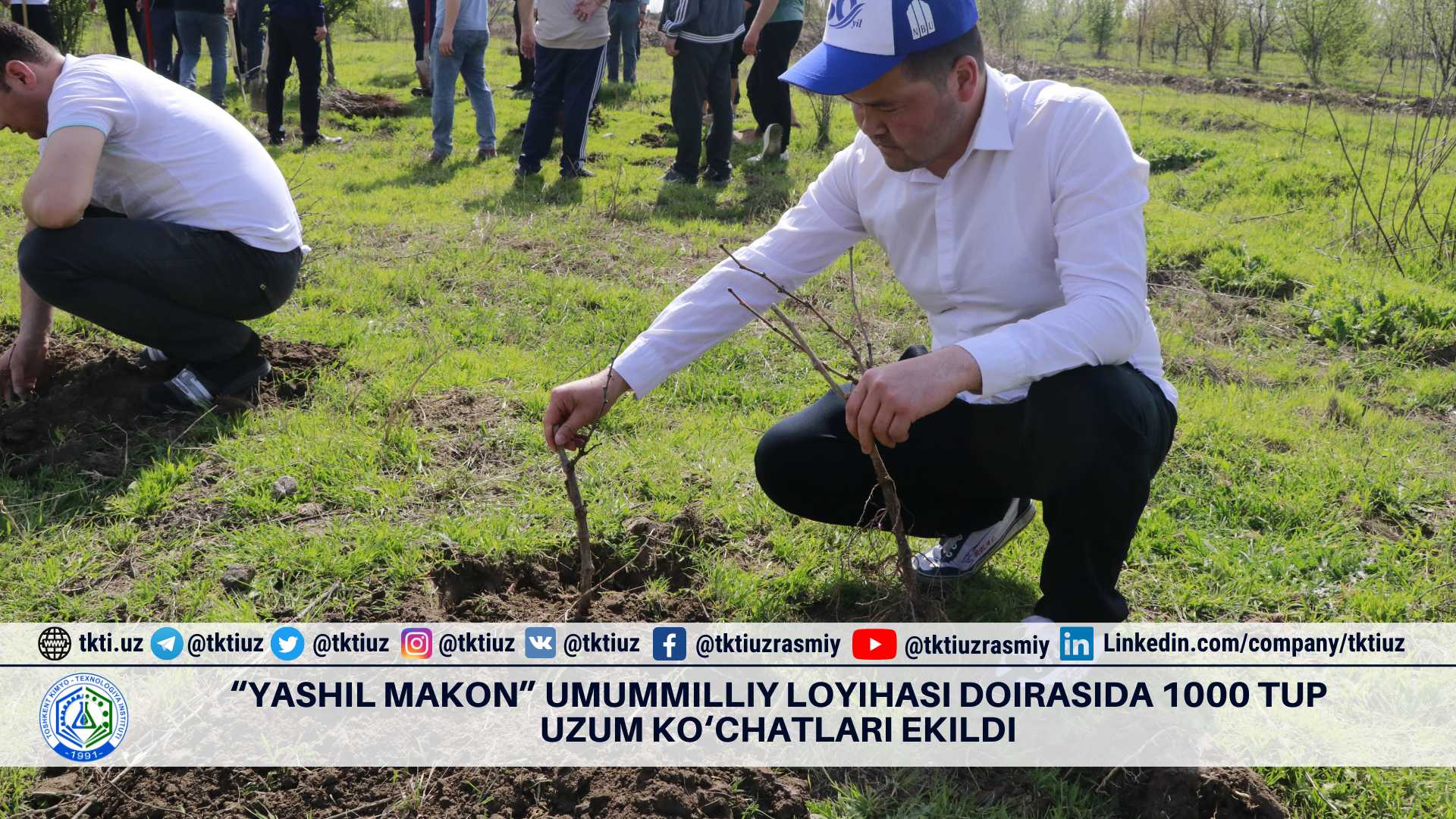 1,000 grape seedlings planted as part of the nationwide project "Yashil makon" | tkti.uz